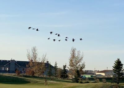 Going North with Canada Geese
